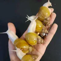 جوجه حلزون واگذاری