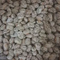 لوبیا ارتشی|خوردنی و آشامیدنی|اهواز, شهدای انتظامی|دیوار