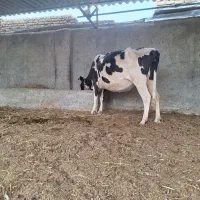 گاو ۷ ماه آبستن هلشتاین|حیوانات مزرعه|سیمین شهر, |دیوار