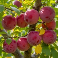 نهال بادام شاهرودی رشد سریع و مقاوم|خدمات باغبانی و درختکاری|خرمدره, |دیوار