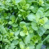 بلاغ اوتی علف چشمه تمیز شده