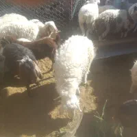 بره نر چاق|حیوانات مزرعه|سده (خراسان جنوبی), |دیوار