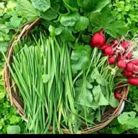 سبزی خورشی آشی خوردن