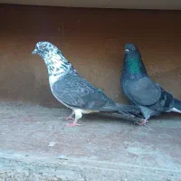 فروش کبوتر هایه پرشی|پرنده|سورک, |دیوار