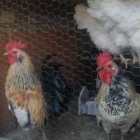 خروس زیبا و تزئینی