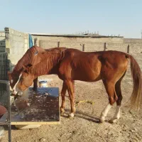 پانسیون اسب