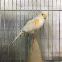 ماده قناری جفت خور سهره