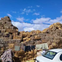 کولش مناسب دام و قارچ