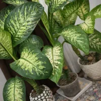 گل دیفن باخیا