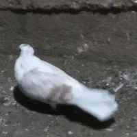 کفتر کاکلی ماده