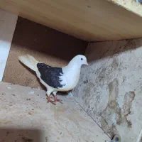 کبوتر طوقی و پرشی|پرنده|آمل, |دیوار