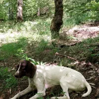 سگ شکاری فول