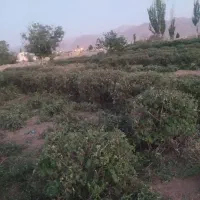 باغ گل محمدی|فروش زمین و ملک کلنگی|کاشان, فاز ۱ ناجی آباد|دیوار