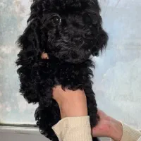 توی پودل|سگ|کرج, فاز ۳ مهرشهر|دیوار