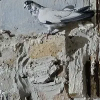 پرنده|پرنده|بروجرد, |دیوار