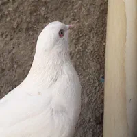 کبوتر باخت رفته