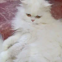 گربه پرشین نر سفید|گربه|کاشمر, |دیوار