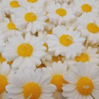 شمع