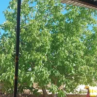 زمین مسکونی