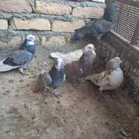 کبوتر پرشی|پرنده|گلپایگان, |دیوار