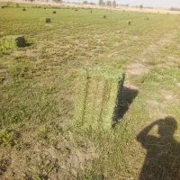 بیده پرس