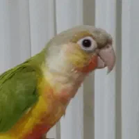 طوطی گرینچیک اکستریم رد|پرنده|فردیس, شهرک ۱۱۰|دیوار