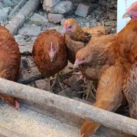 جوجە نژاد خارجی