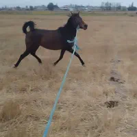 اسب مادیان ۳ساله