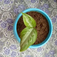 فروشی گل خانگی