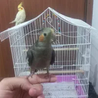 عروس هلندی|پرنده|املش, |دیوار