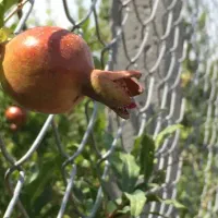 باغ-ویلا-فقط-400-میلیون