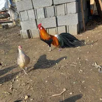 فونیکس نژاد اصیل یک جا بفروش میرسه