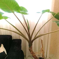 گل بابا ادم