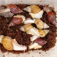 مارژیناتا حلزون