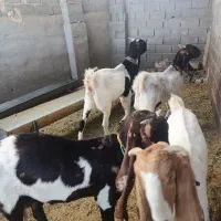 7بز پاکستانی