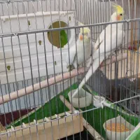 عروس هلندی لوتینو|پرنده|سقز, |دیوار