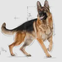 ژرمن شپرد کلاسیک