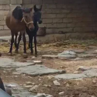 مادیون قاطر