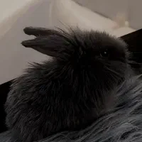 بچه خرگوش لوپ