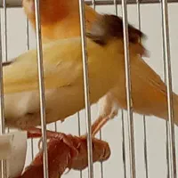 شهرک بعثت فروش تعدادی قناری