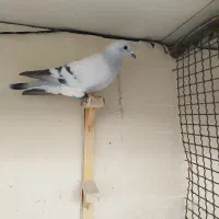 سلام شامی نر