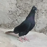 اشعل ماده|پرنده|لالی, |دیوار