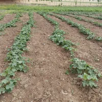 فروش خیار زمینی دوشانلو مشگین