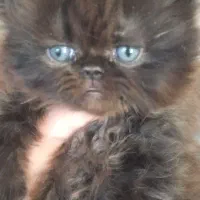 واگذاری گربه بلک