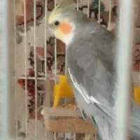 دوعدد عروس هلندی|پرنده|پاکدشت, پاکدشت (مامازند)|دیوار