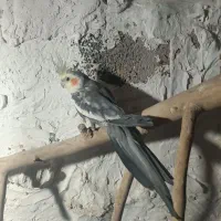 عروس هلندی|پرنده|کهریزک, |دیوار