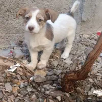 سگ پشمالو و گوش تیز|سگ|تربتحیدریه, بوستان باغ ملی|دیوار