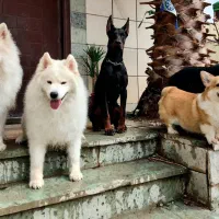 پانسیون و آموزش