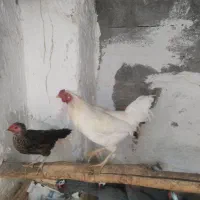 مرغ خروس محلی و مرغ شاخدار/هندی/|حیوانات مزرعه|لامرد, |دیوار