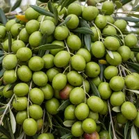 زیتون کنسروالیا رقم تجاری و پر بار مخصوص روغن گیری